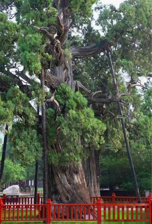 中国8大古树，历经千年不倒，最老一棵4000岁！