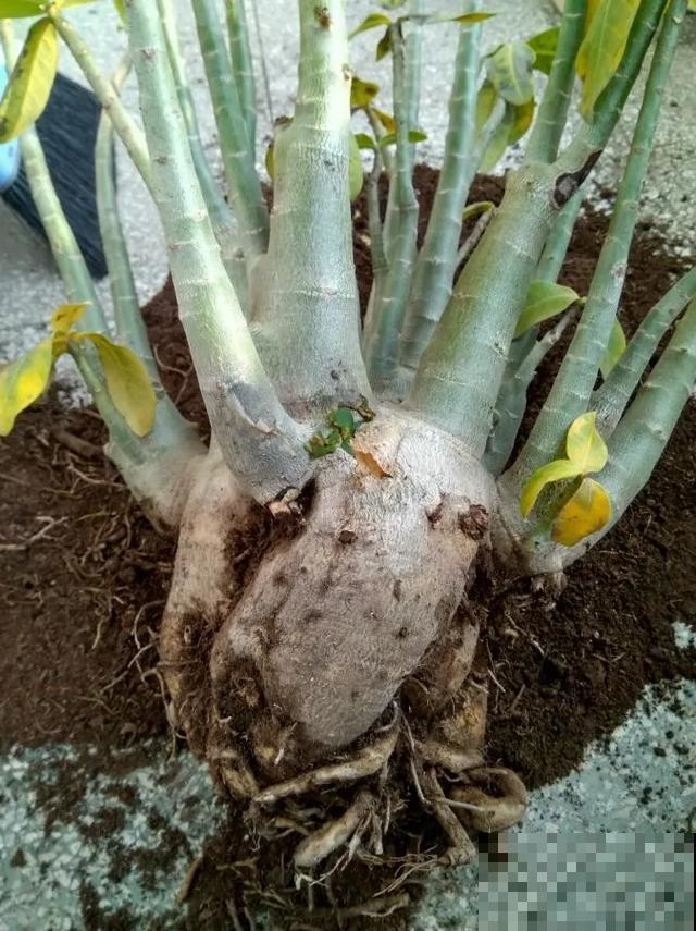 夏天潮湿闷热，一不小心花就烂根，看准时机砍掉，照样长出新叶子