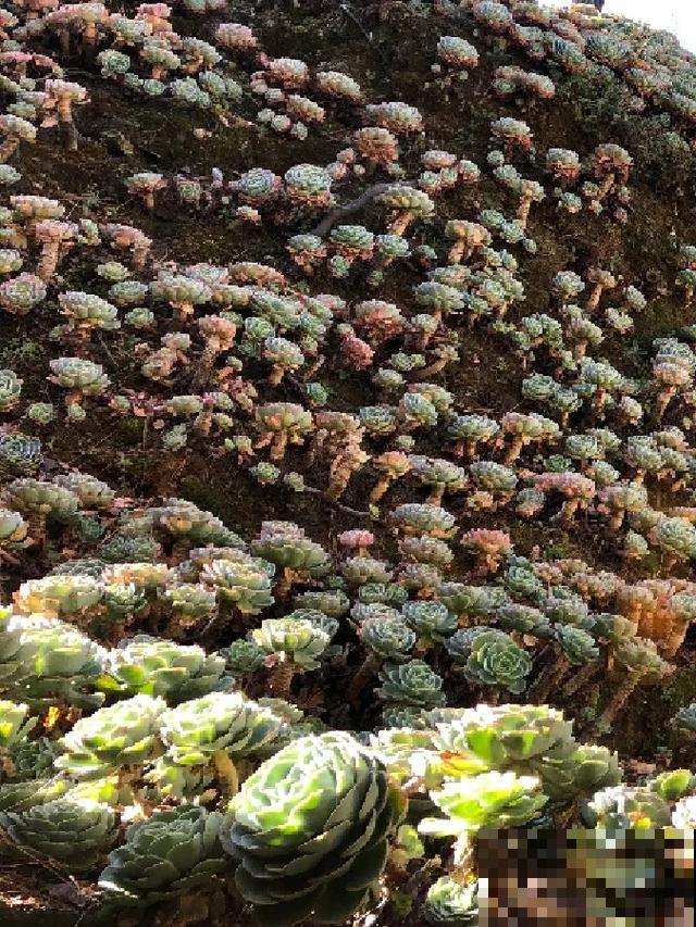 地栽的花就是强大，屋外疯长一院子，屋内孱弱不开花