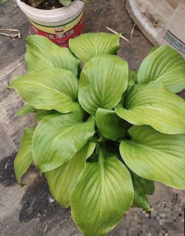 30种耐阴花，室内光照不佳，也能全年开花！