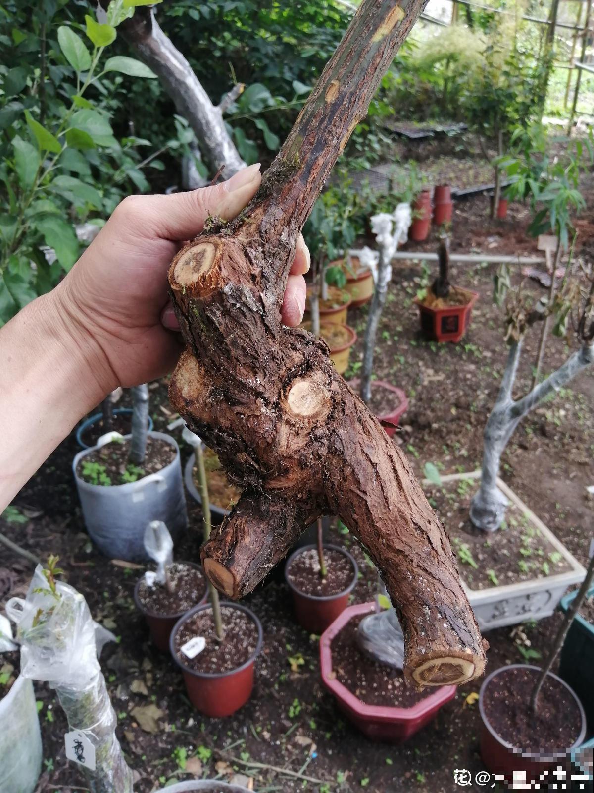 山上挖一棵野蔷薇，回家绑上月季枝，立马变成高价老桩！