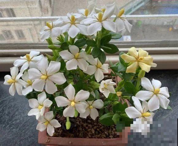 家里的花长出这种叶，千万保护好，特别值钱！