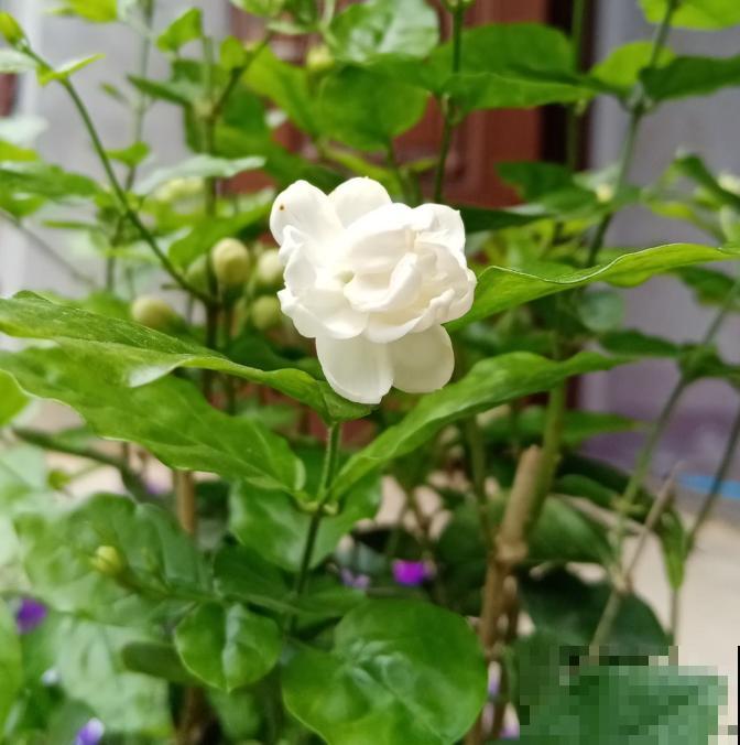 这6种花香味最好闻,淡淡的沁人心脾,闻一下就上瘾! 这6种花香味最好闻,淡淡的沁人心脾,闻一下就上瘾!
