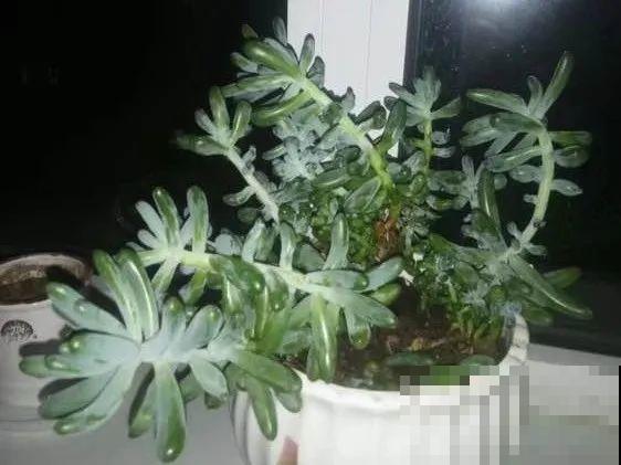 自制杀菌水、杀虫水，3天给花喷一次，虫病全扫光！