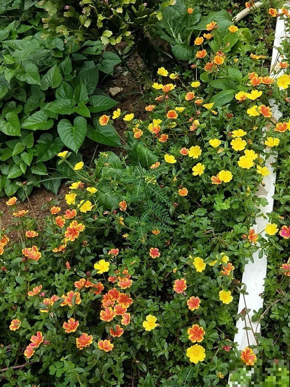 我想回农村,院子里养花、种菜,过清闲日子 我想回农村,院子里养花、种菜,过清闲日子