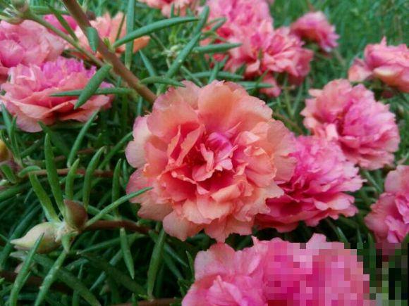 死不了的太阳花，夏天能把盆撑破，20多个品种你都没见过！