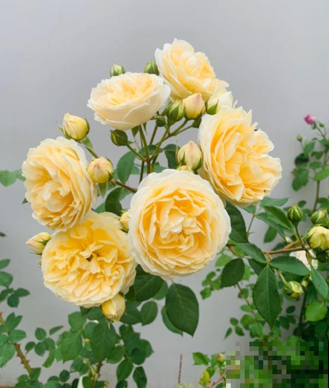 养花走火入魔，是种怎样的体验？