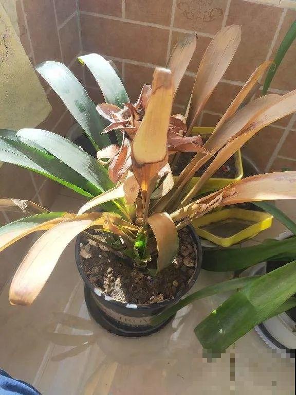 30种耐阴花，室内光照不佳，也能全年开花！