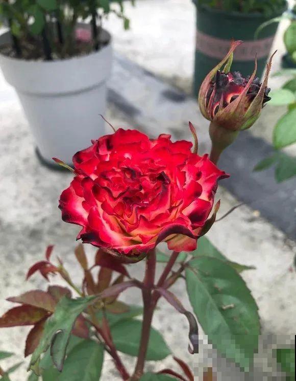 家里的花长出这种叶，千万保护好，特别值钱！
