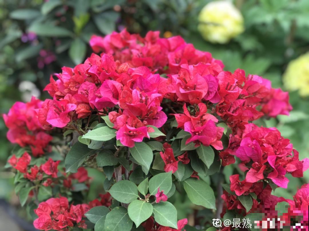 8种花，5月要赶紧修剪，剪完了还能窜新芽