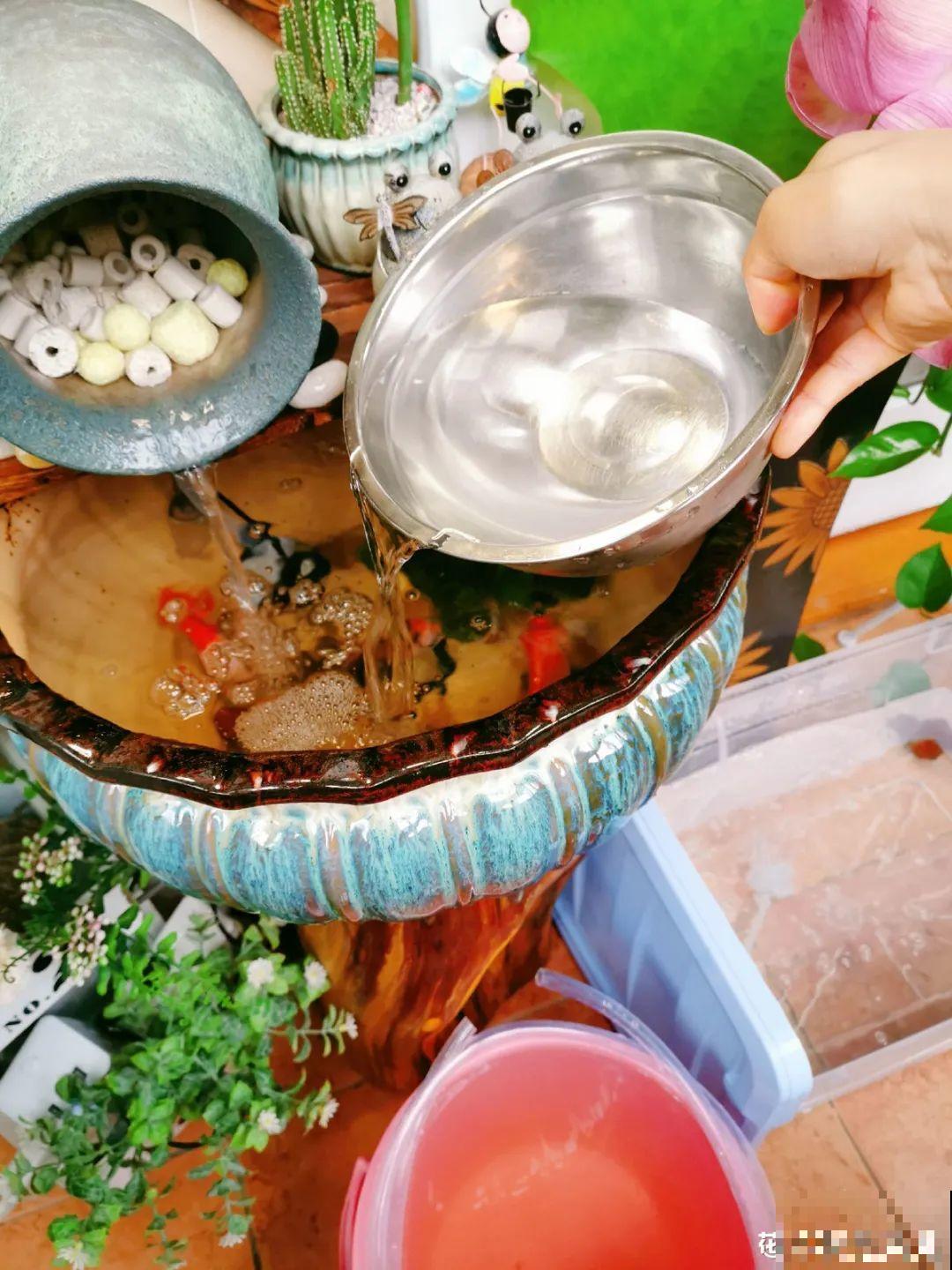 夏天养花,这个地方千万别摆,否则3天死翘翘! 夏天养花,这个地方千万别摆,否则3天死翘翘!