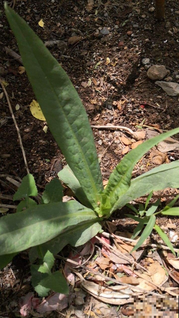 莴苣好吃又营养，在家也能种出好几斤，现在播种要小心！