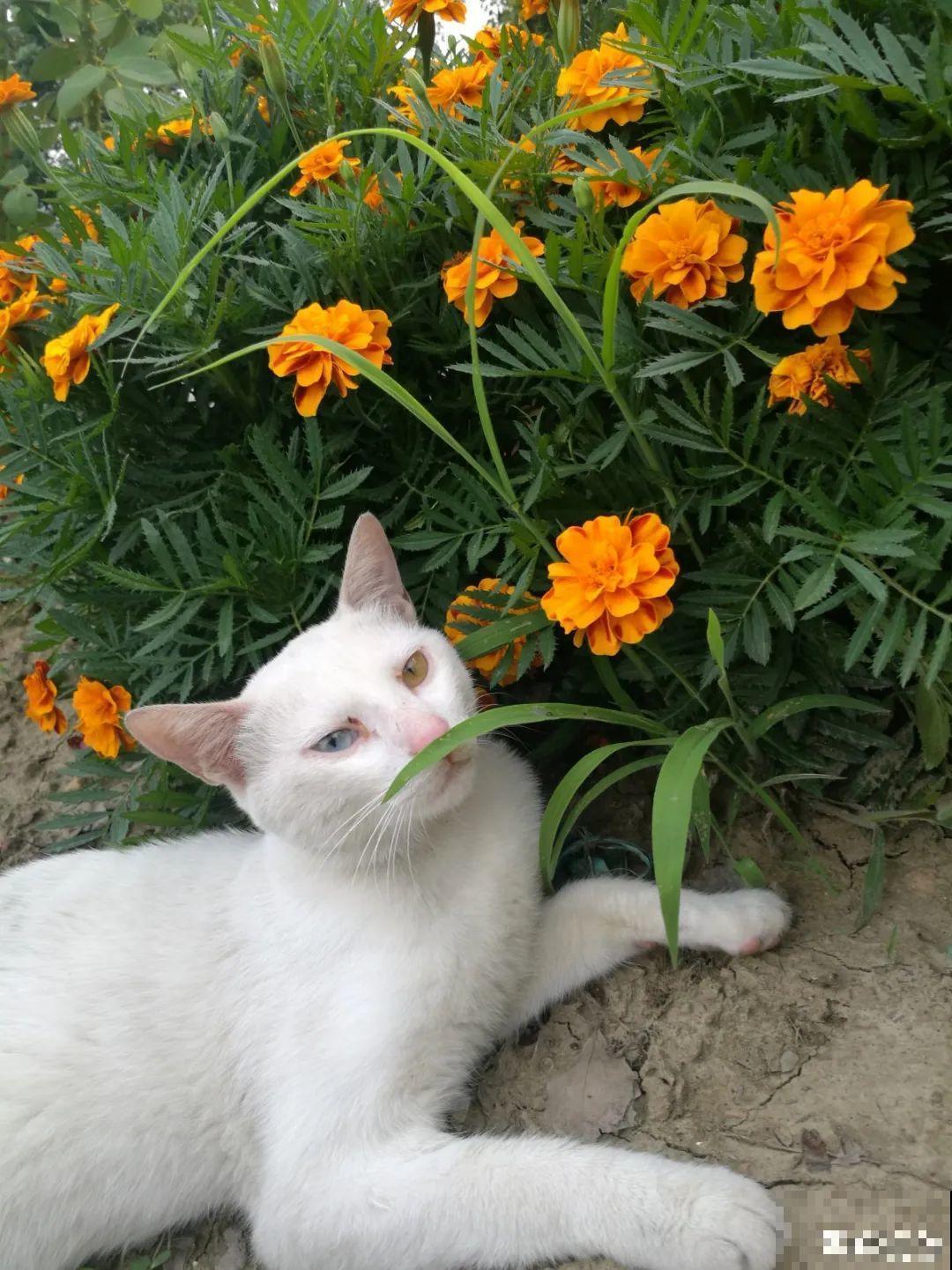 7种花最干净,门口、窗台放一盆,蚊虫不敢靠近! 7种花最干净,门口、窗台放一盆,蚊虫不敢靠近!