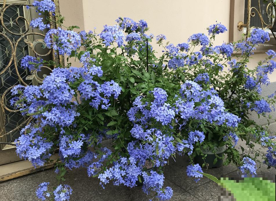 晒不死的3种花，一晒就冒花苞，一缺光就徒长！