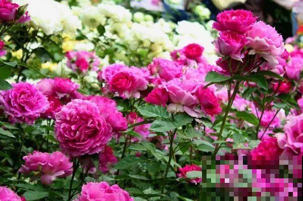 活的“香水花”，开一朵，家里香气飘飘！