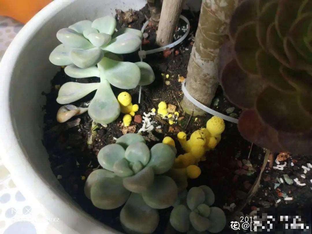 花盆里冒了小蘑菇,太吓人,赶紧丢了! 花盆里冒了小蘑菇,太吓人,赶紧丢了!