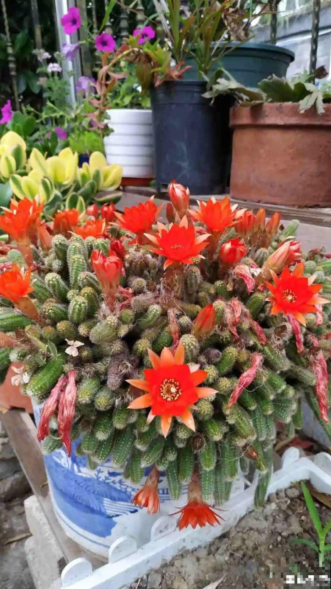 家里养这20种花,呼呼开花,花多得看不见叶 家里养这20种花,呼呼开花,花多得看不见叶