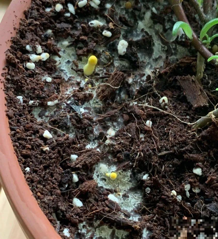 花盆里冒了小蘑菇,太吓人,赶紧丢了! 花盆里冒了小蘑菇,太吓人,赶紧丢了!