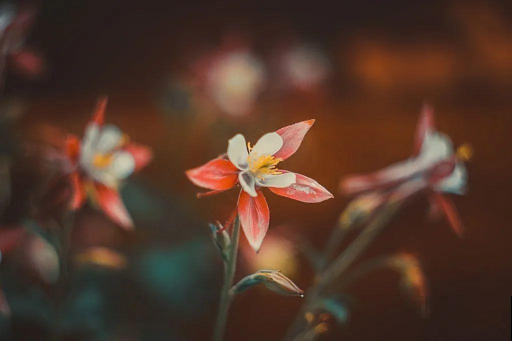 养花人的理想生活：有个小院子，养花喝茶，过两个人的小日子