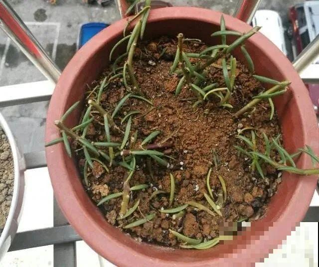 长势超快的9种花,5天爆盆,7天开花,超有成就感! 长势超快的9种花,5天爆盆,7天开花,超有成就感!