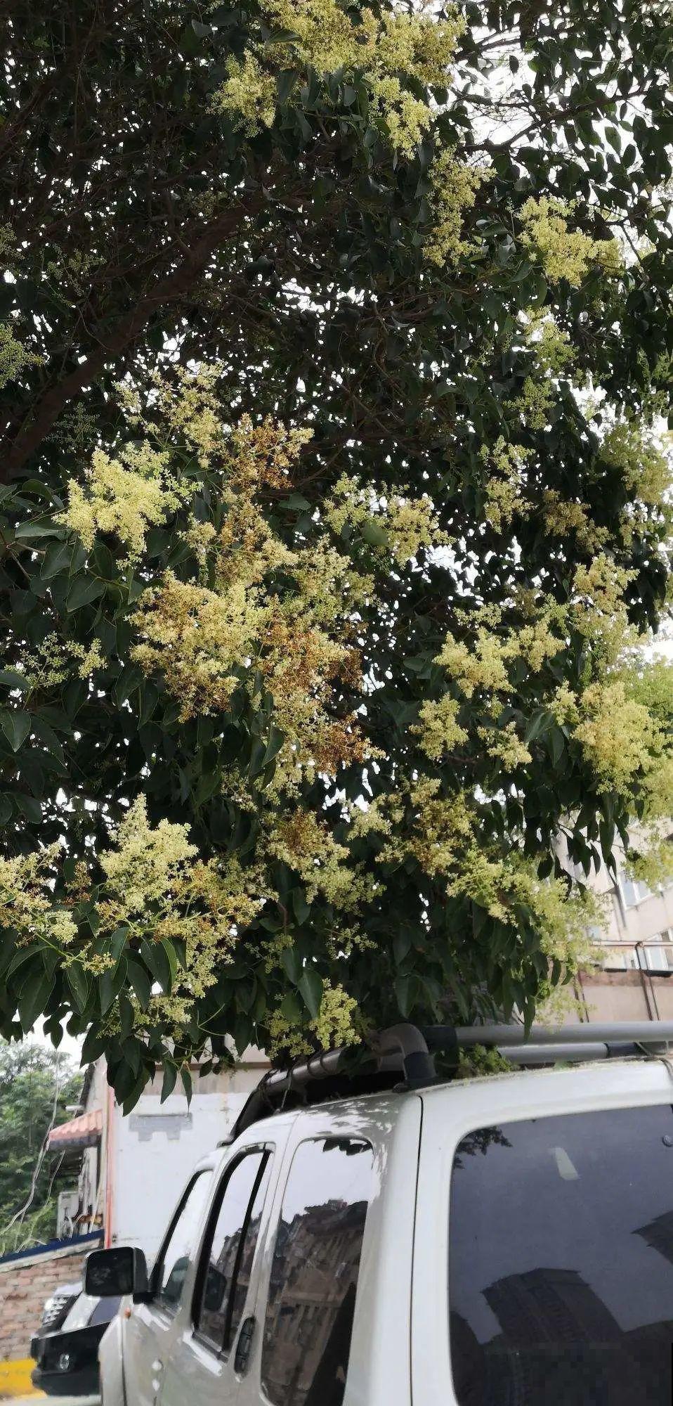 路边养6种花,香味能传3里地,香掉你的鼻子! 路边养6种花,香味能传3里地,香掉你的鼻子!