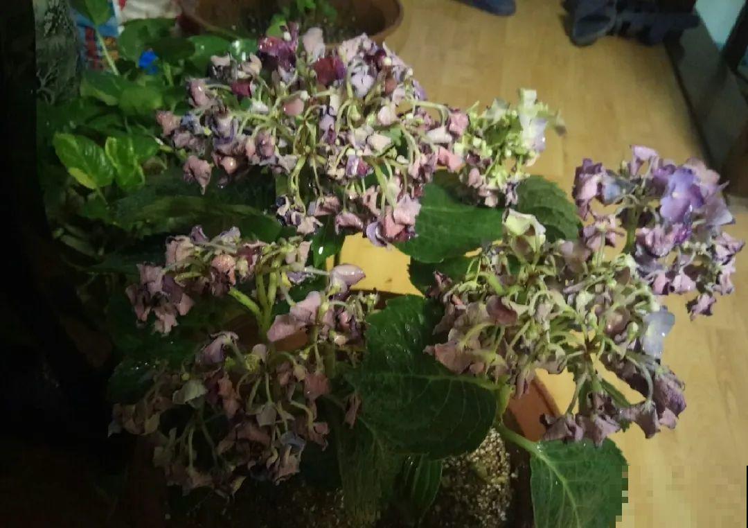 10种水有“毒”,夏天浇花,浇一盆死一盆! 10种水有“毒”,夏天浇花,浇一盆死一盆!