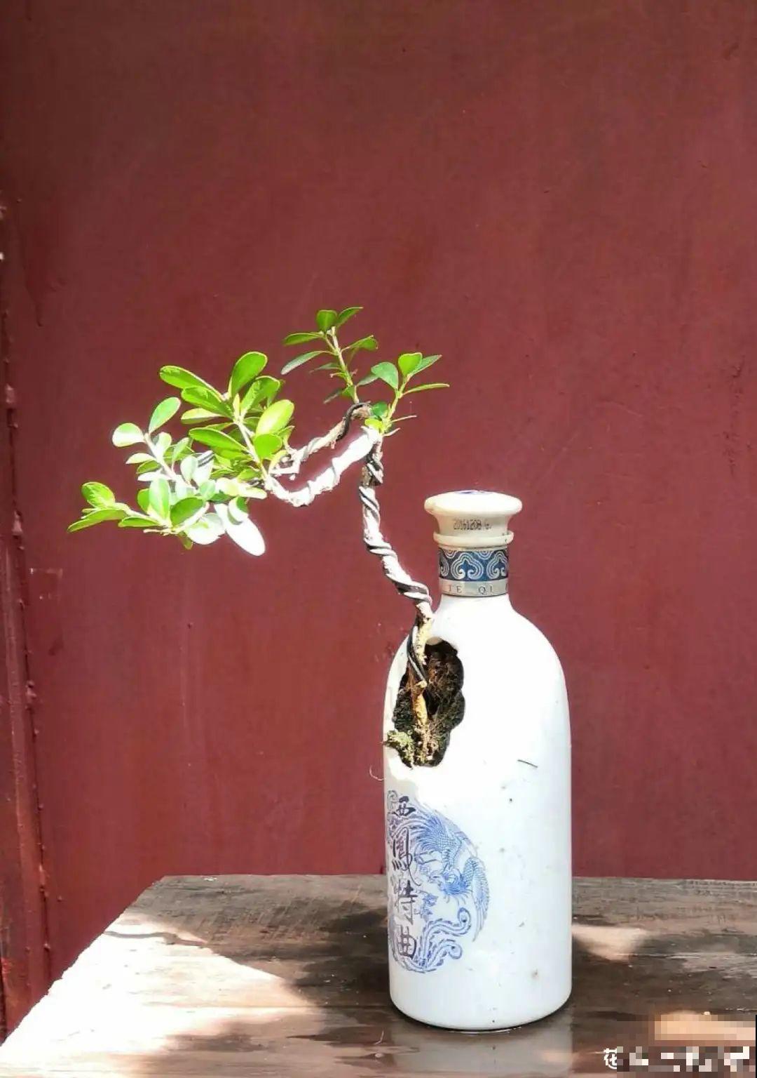 爷爷的破茶壶，全被我拿来养花，省下大笔花盆钱！
