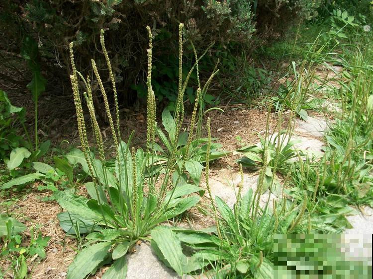 富有童话色彩的5种花，最适合小孩子养，开开心心无忧无虑！
