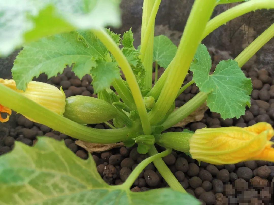 花盆里种点菜，割一茬长一茬，买菜不花钱