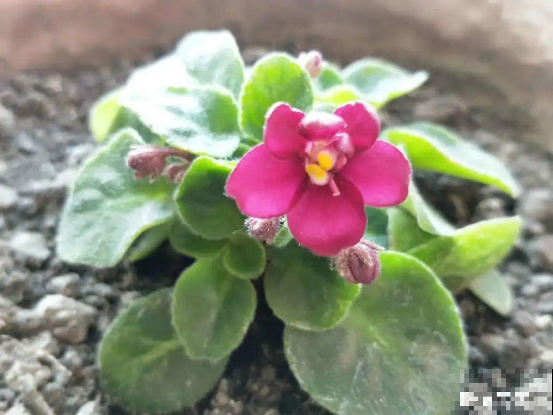 12种花，适合夹缝里养，不占地儿、开花最多！