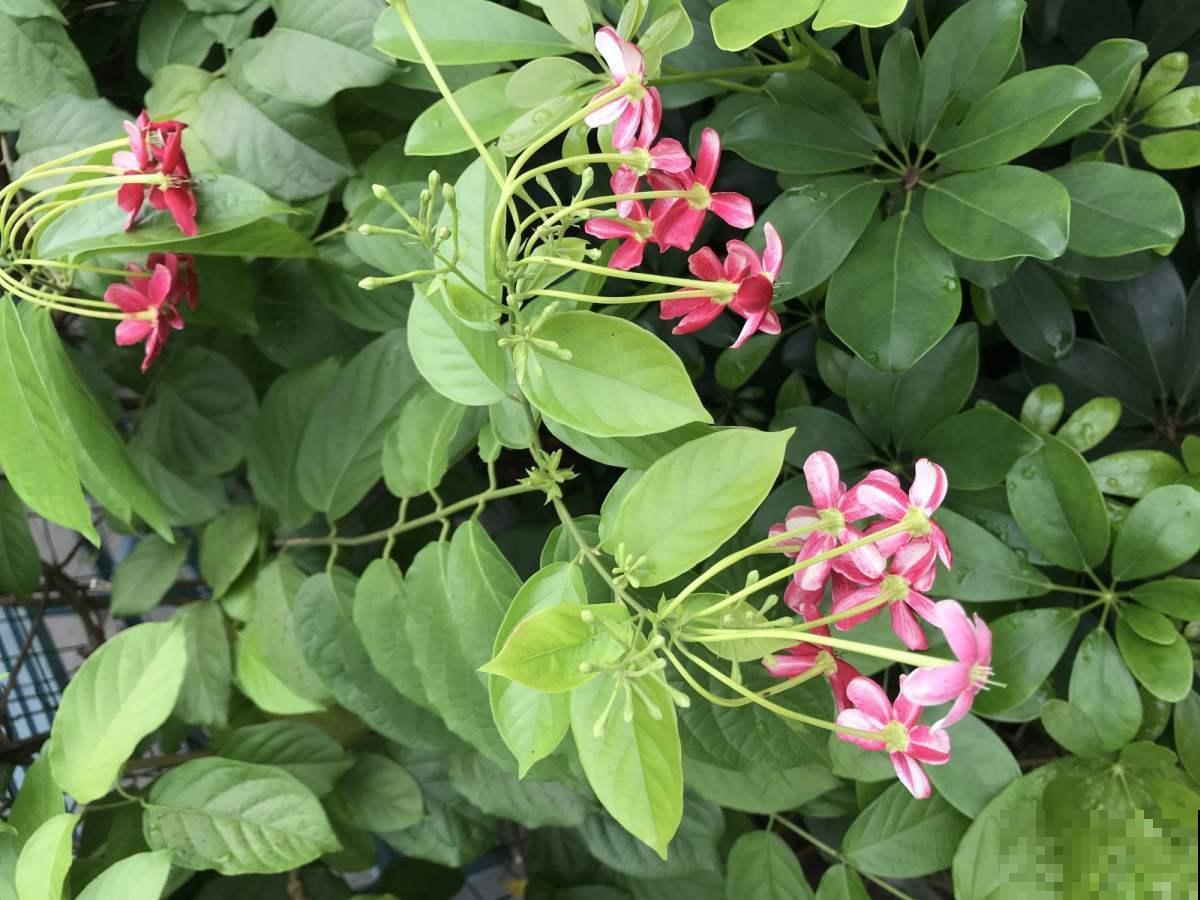 养过爱爬蔓的使君子吗？蹭蹭绕满墙，开花清新可爱！