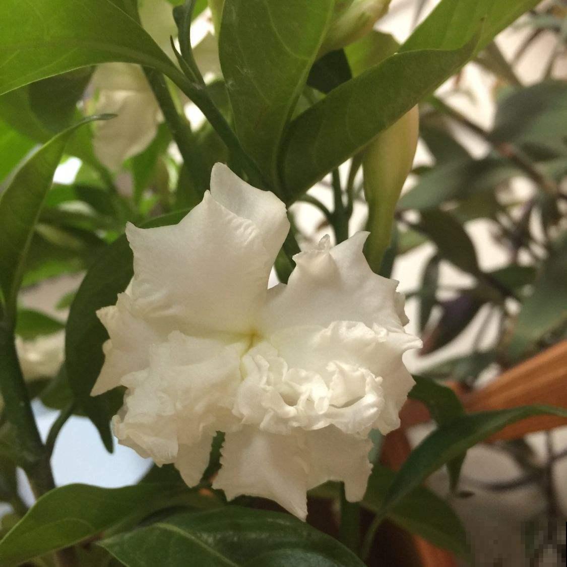狗牙花是栀子花的盗版？其实开花也很美，而且还有珍贵作用！