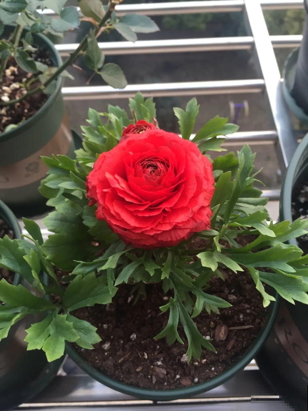18种难养的花，把握一个点，就能起死回生！