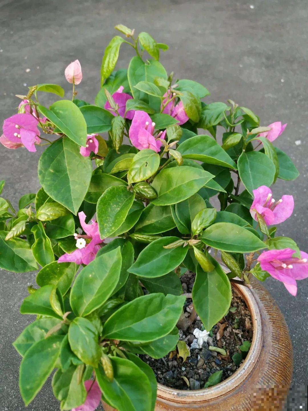 咸菜坛子先别丢,拿来养花,盆盆养成小树,太震撼 咸菜坛子先别丢,拿来养花,盆盆养成小树,太震撼