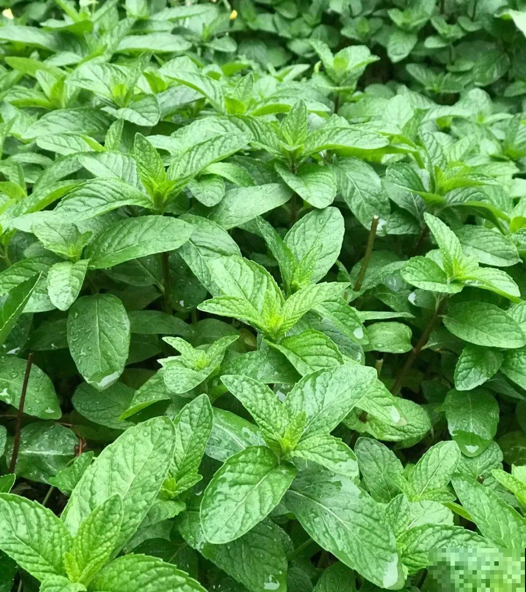 10种花爱淋雨，下雨扔外面，比白菜长的还快！