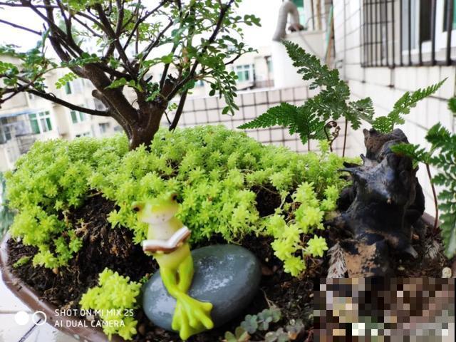 花盆里摆了它,更有趣、更新奇,邻居来了想搬走! 花盆里摆了它,更有趣、更新奇,邻居来了想搬走!