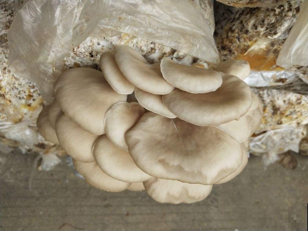 阳台种4种菜,一年四季都能吃,省了不少买菜钱 阳台种4种菜,一年四季都能吃,省了不少买菜钱