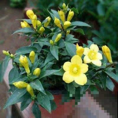 名字吓人叫做断肠草,听起来害怕,其实有神奇作用! 名字吓人叫做断肠草,听起来害怕,其实有神奇作用!