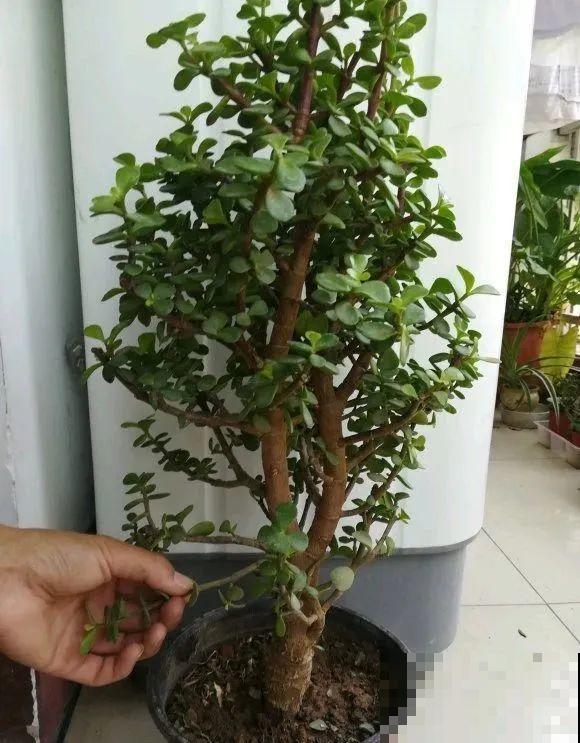虎皮兰,红掌,吊兰养成老桩,变成大树,真壮观! 虎皮兰,红掌,吊兰养成老桩,变成大树,真壮观!