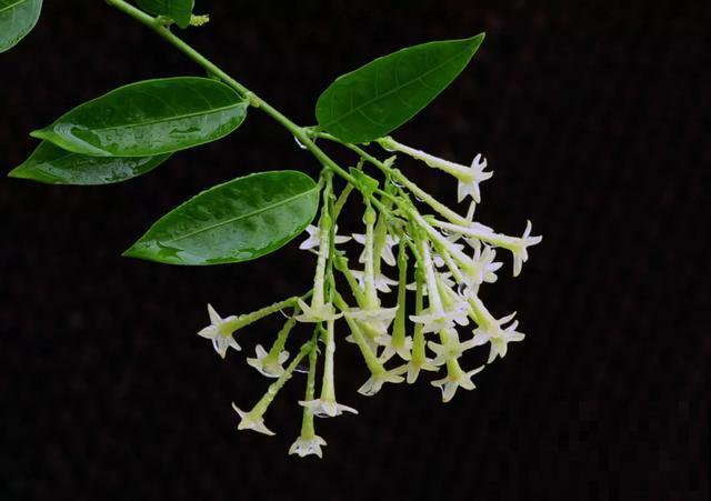 30首与花有关的老歌，满满的回忆，每一首都很经典！