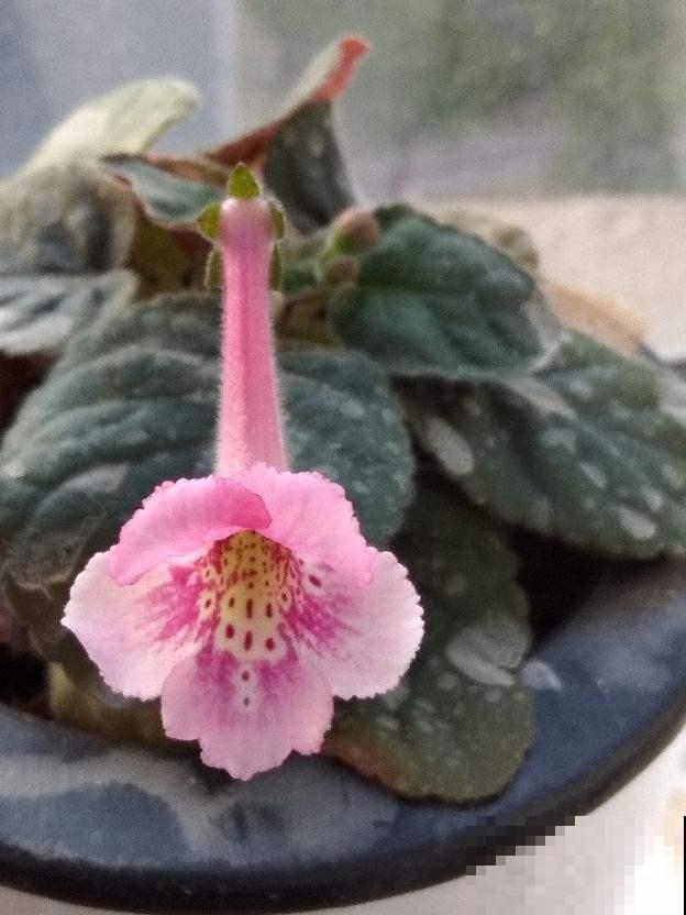家里没光照,就养4种耐阴花,没光也能蹭蹭开花 家里没光照,就养4种耐阴花,没光也能蹭蹭开花