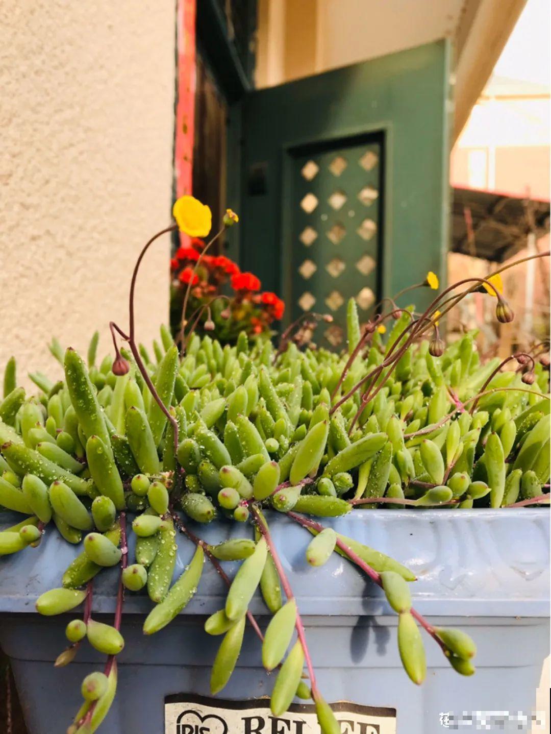 7种花就是饮水机,一天不喝水,叶子全瘪了! 7种花就是饮水机,一天不喝水,叶子全瘪了!