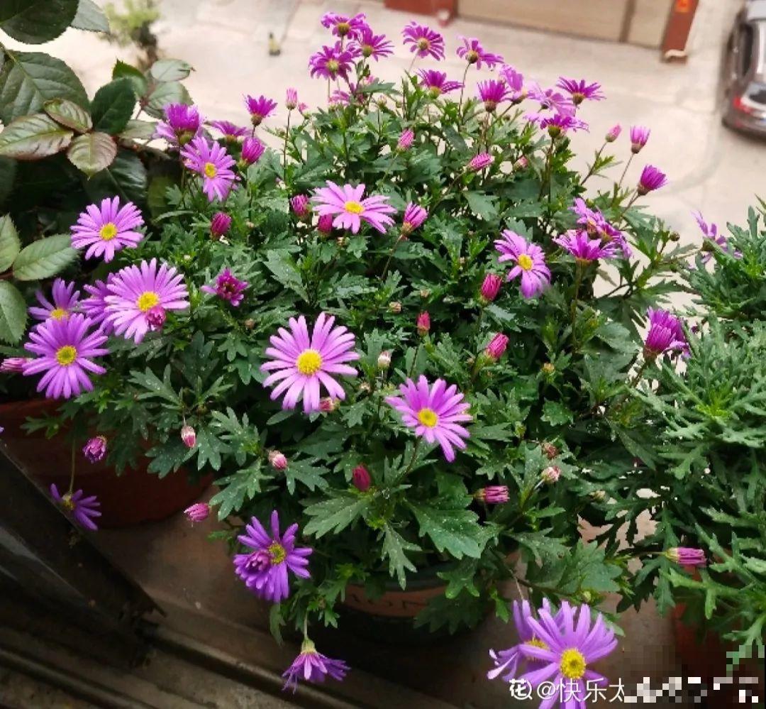 12种花，适合夹缝里养，不占地儿、开花最多！