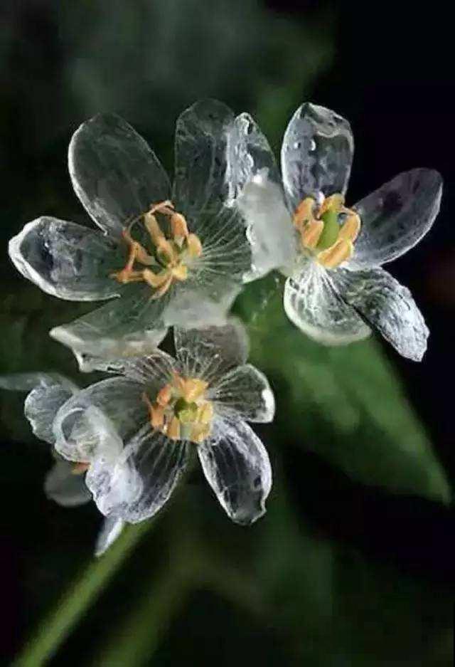 这些花实在太神奇了,一淋雨就变“脸”,透明花瓣像水晶! 这些花实在太神奇了,一淋雨就变“脸”,透明花瓣像水晶!