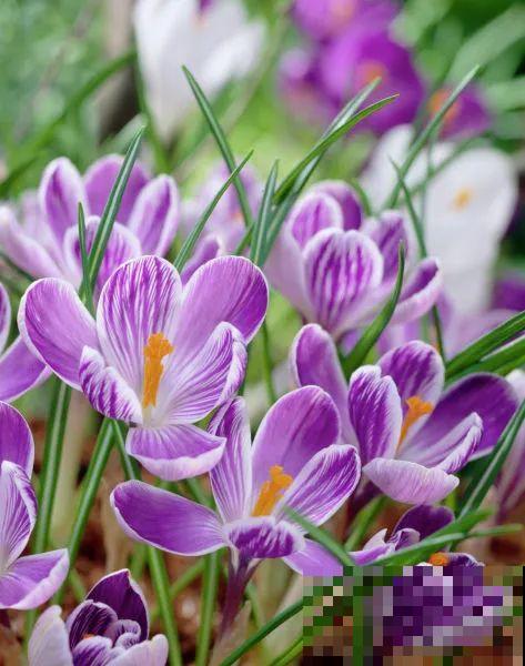 院子里超适合养番红花，开花鲜艳多彩，下雪也不耽误开花