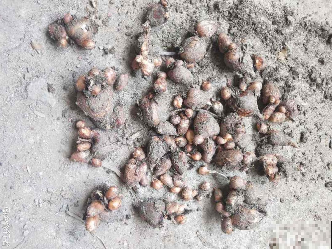 没开花之前像野草,开花之后美翻天,满屋子都是香味 没开花之前像野草,开花之后美翻天,满屋子都是香味