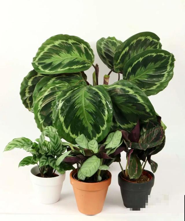 绿萝吊兰扔了,养这7种花,夏天最清凉! 绿萝吊兰扔了,养这7种花,夏天最清凉!