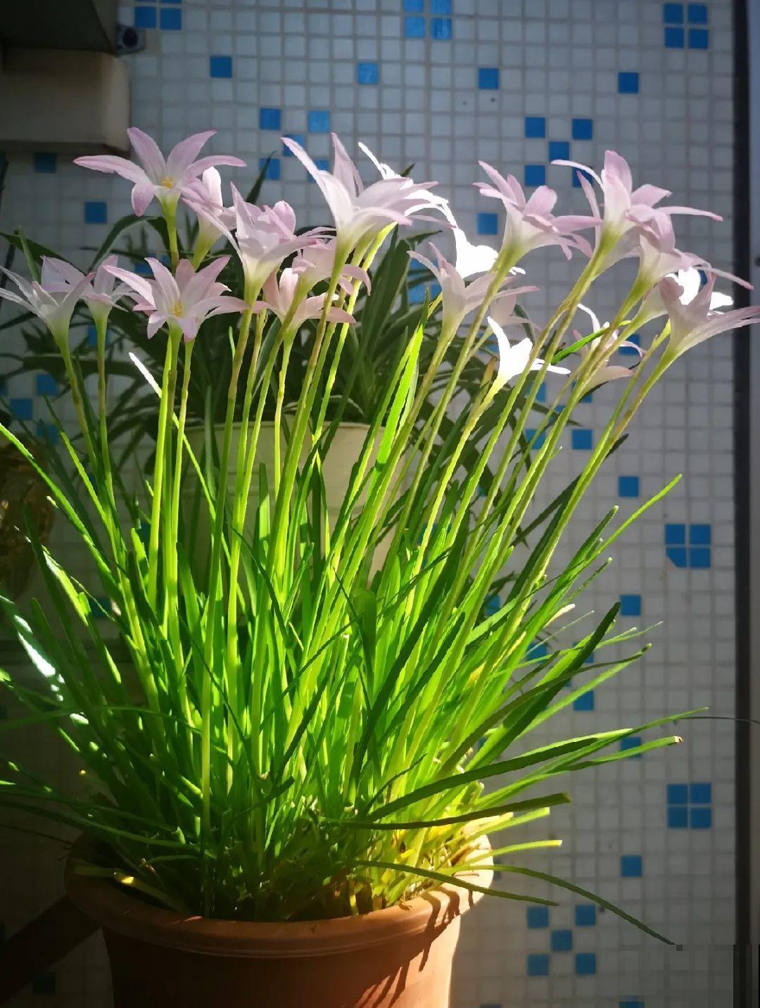 9种花可以预测天气，一开花就说明要下雨了！