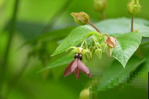 12种奇花异草，认识3种以上，就算见多识广了！