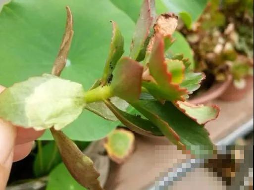 花出现黄叶打蔫，千万别扔，还能救回来！